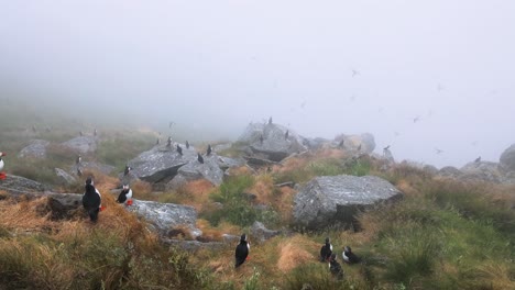 Atlantic-puffin-(Fratercula-arctica),-on-the-rock-on-the-island-of-Runde-(Norway).