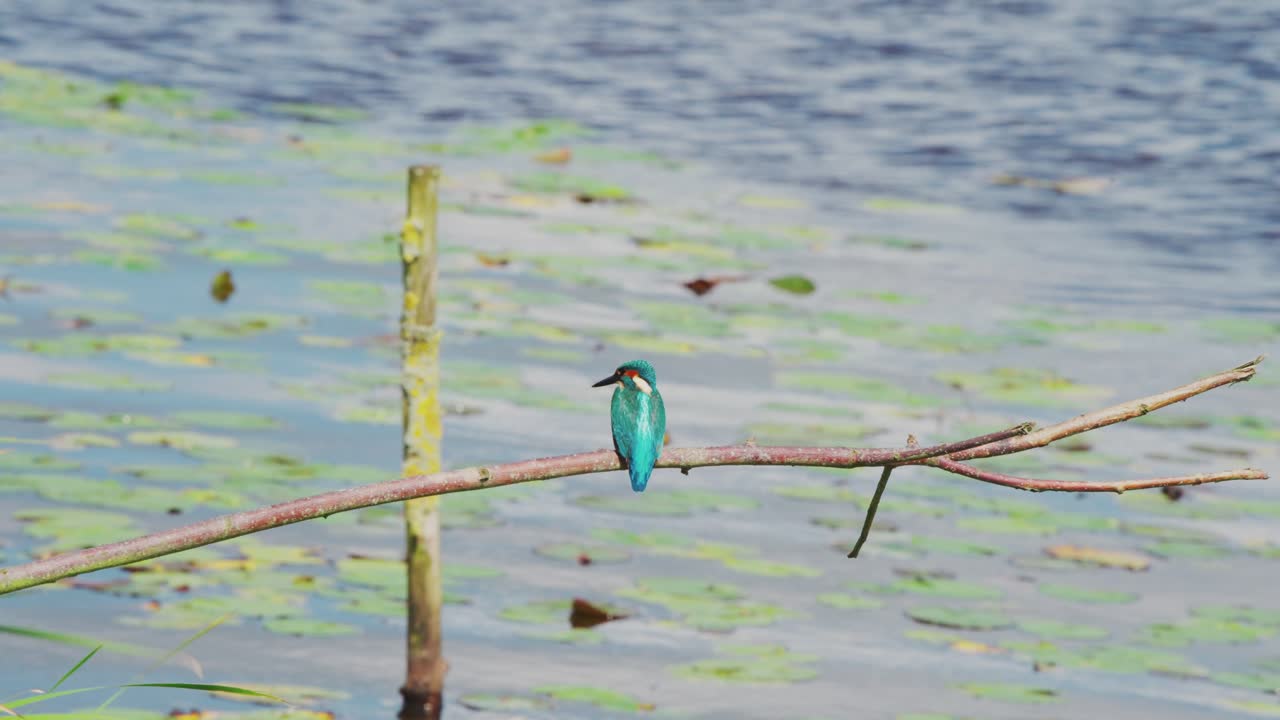 킹피셔 (kingfisher) 는 프리스랜드 (friesland) 에 있는 이델릭 연못 위의 가지에 앉아 있으며, 잔디 근처에서 뒤로 보이는 중간 장면입니다.