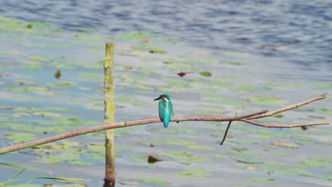 Kingfisher-perched-on-branch-over-idyllic-pond-in-Friesland-Netherlands,-rearview-medium-shot-near-grass