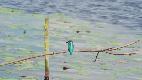 kingfisher perched on branch over idyllic pond in friesland netherlands, rearview medium shot near grass