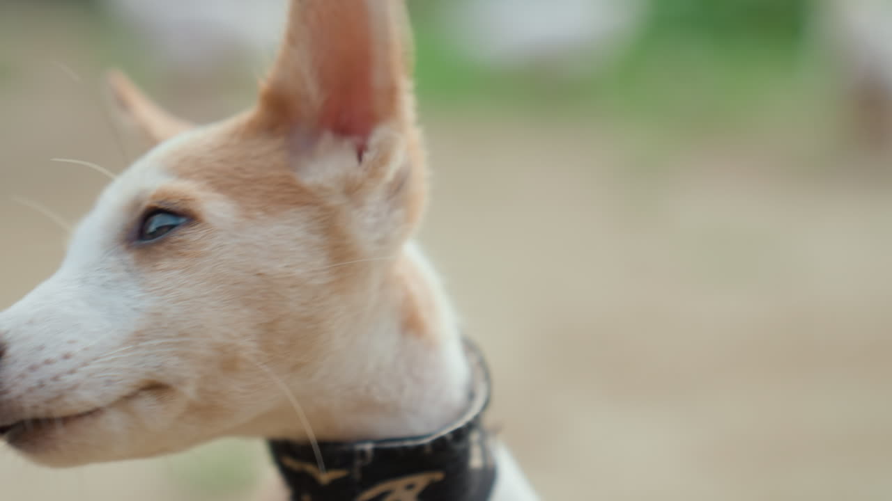 Cane fulvo con collare sportivo nero, scatto di profilo calmo e contemplativo del compagno fulvo che riposa nel cortile, sguardo dolce verso un campo lontano, postura serena, bokeh sottile, toni di colore caldi, ritratto emotivo.