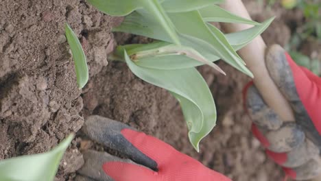 person gardening with red gloves