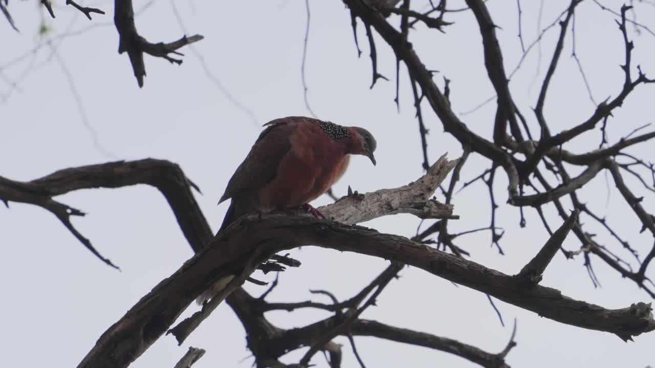 a pair of Spotted Doves perched in a tree with orange colored breast