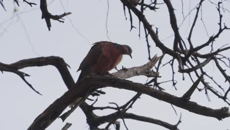 Un-Par-De-Palomas-Manchadas-Posadas-En-Un-árbol-Con-Pecho-De-Color-Naranja