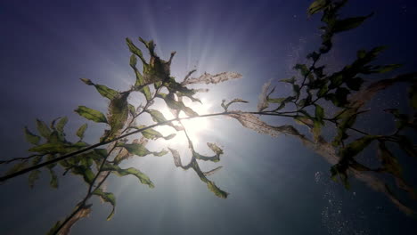 While-SCUBA-diving,-looking-up-at-the-sun-and-seaweed-from-under-water