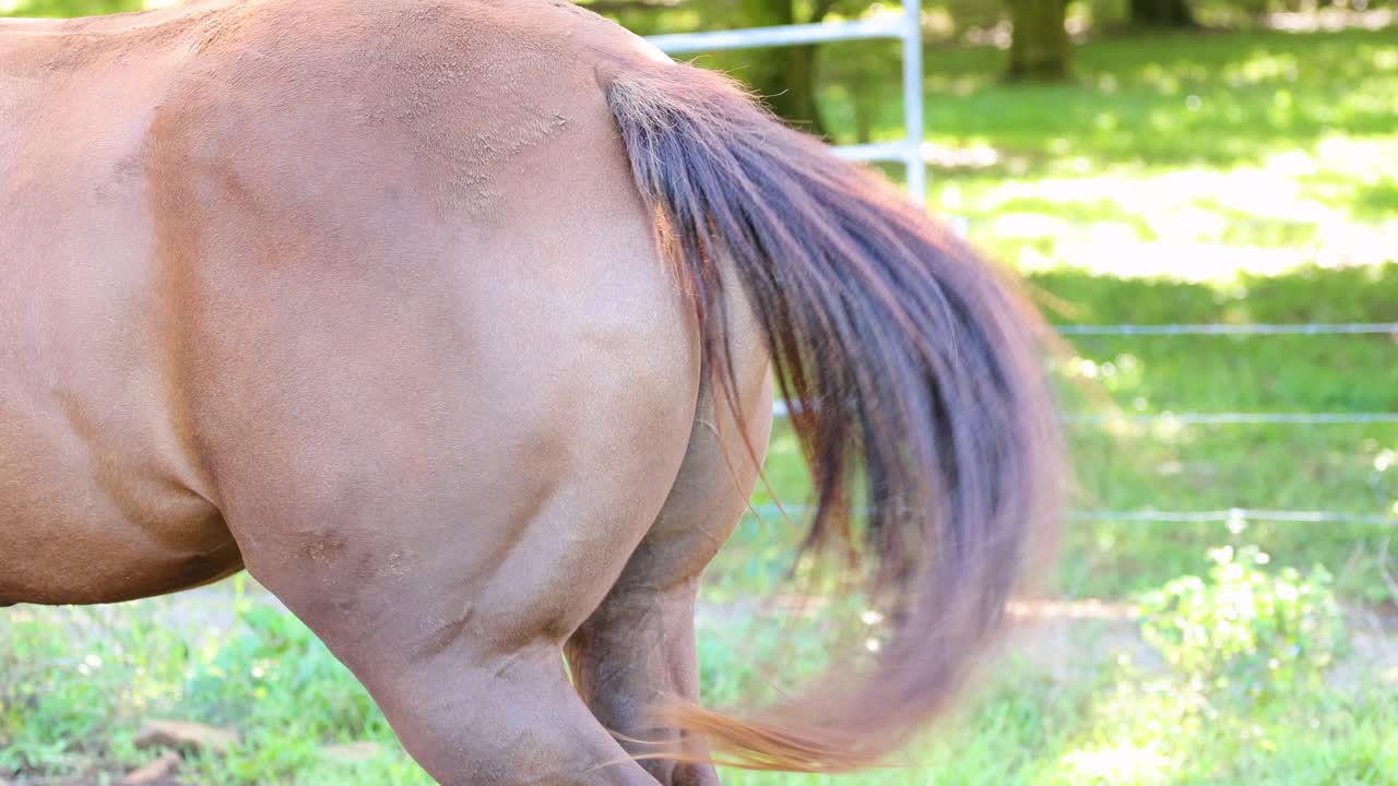 A horse's tail sways rhythmically in a sunlit pasture, showcasing natural beauty and tranquility