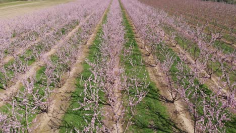 Aerial-view-over-symmetrical-pink-blossom-peach-tree-agricultural-farm-Pink-and-purple-trees-in-bloom-on-spring-day