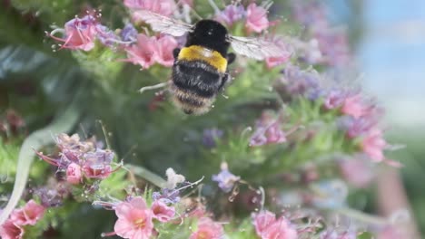 Hummel,-Die-Um-Rosa-Blumen-Kriecht-Echium-Wildpretii-Turm-Von-Juwelen-In-Zeitlupe