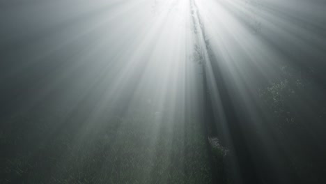 Misty-Spring-Morning-in-Pine-Tree-Forest