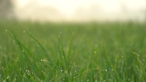 rosée du matin accrochée à l'herbe avec un beau coup de mise au point changeante