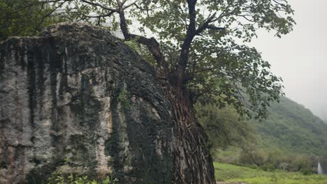 Baum-Auf-Einem-Felsen-In-Einem-Fluss