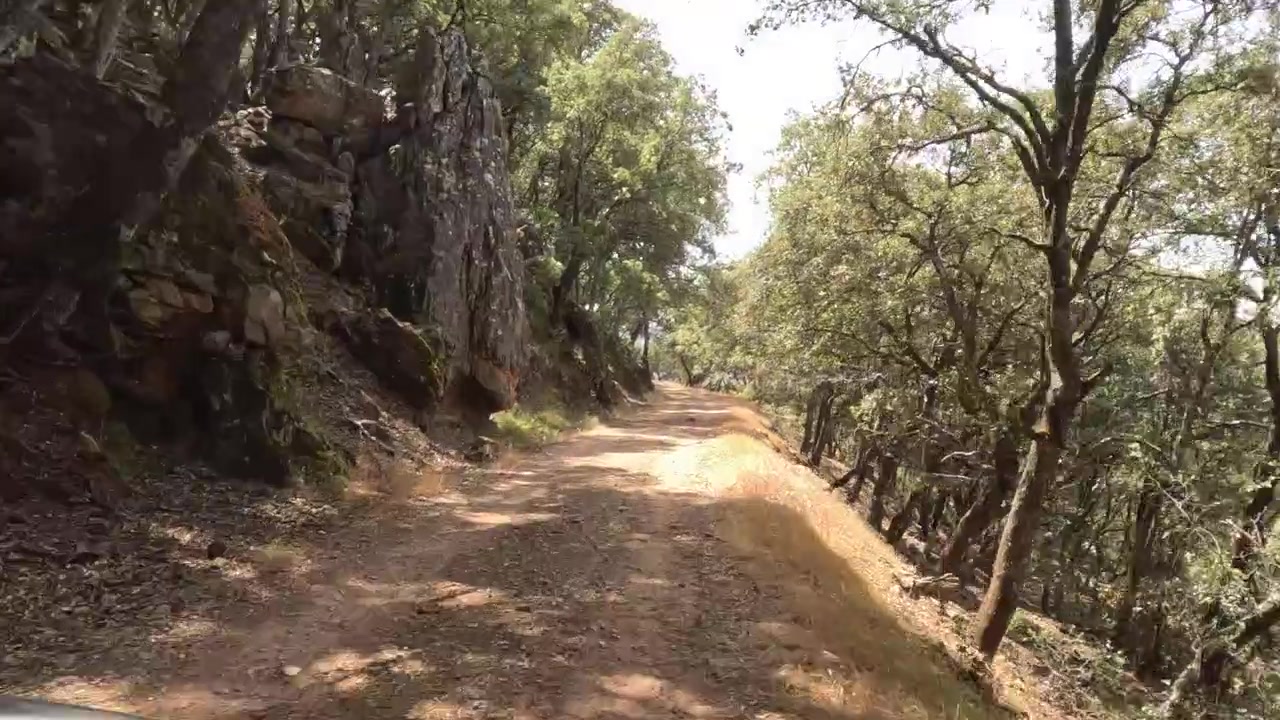 Auto che percorre una stretta strada sterrata nel bosco, circondata da fitti alberi e cespugli, creando un ambiente naturale ombreggiato, con foglie secche che coprono la strada sconnessa e il cofano del veicolo visibile.