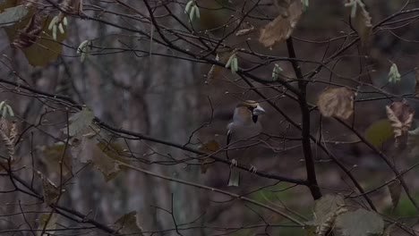 hawfinch male is skittishly scanning its surroundings in a tree