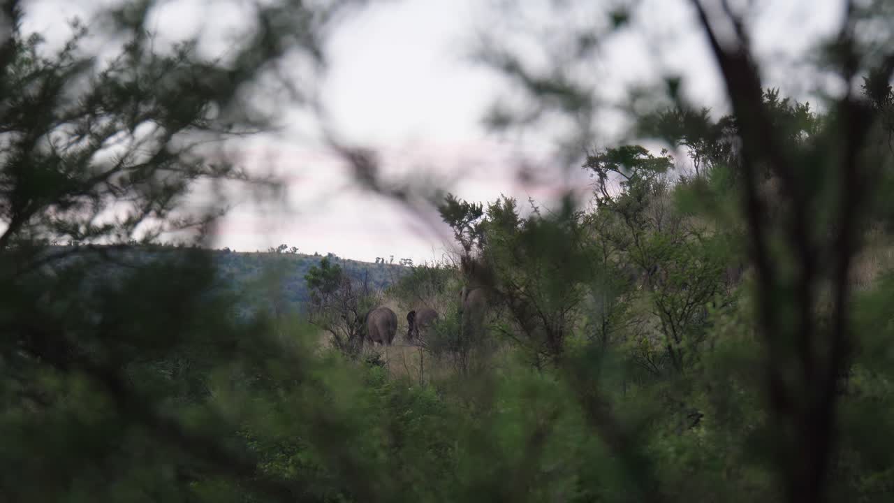 herd of elephants walking during sunset in Pilanesberg National Park in South Africa