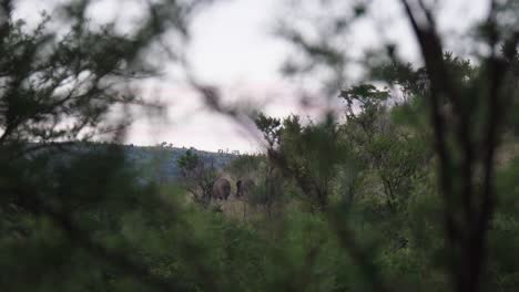 manada de elefantes caminando durante la puesta de sol en el parque nacional pilanesberg en sudáfrica