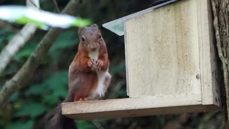ardilla roja arbustiva subiendo a la caja de alimentación del bosque del bosque comiendo nueces y semillas