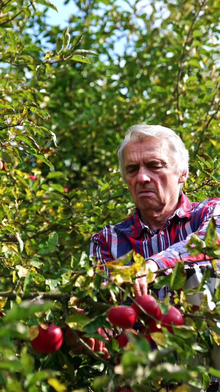 Farmer picking ripe apples from higher branches of a tree. Adult grey-haired man standing on the step ladder and gathering harvest. Vertical video