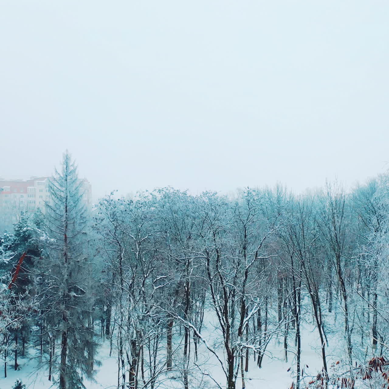 Beautiful trees with a snow in the park on the background of blurred city buildings. Natural environment in winter outdoors. Aerial view.