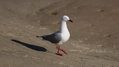 la gaviota camina con confianza a través de un terreno arenoso