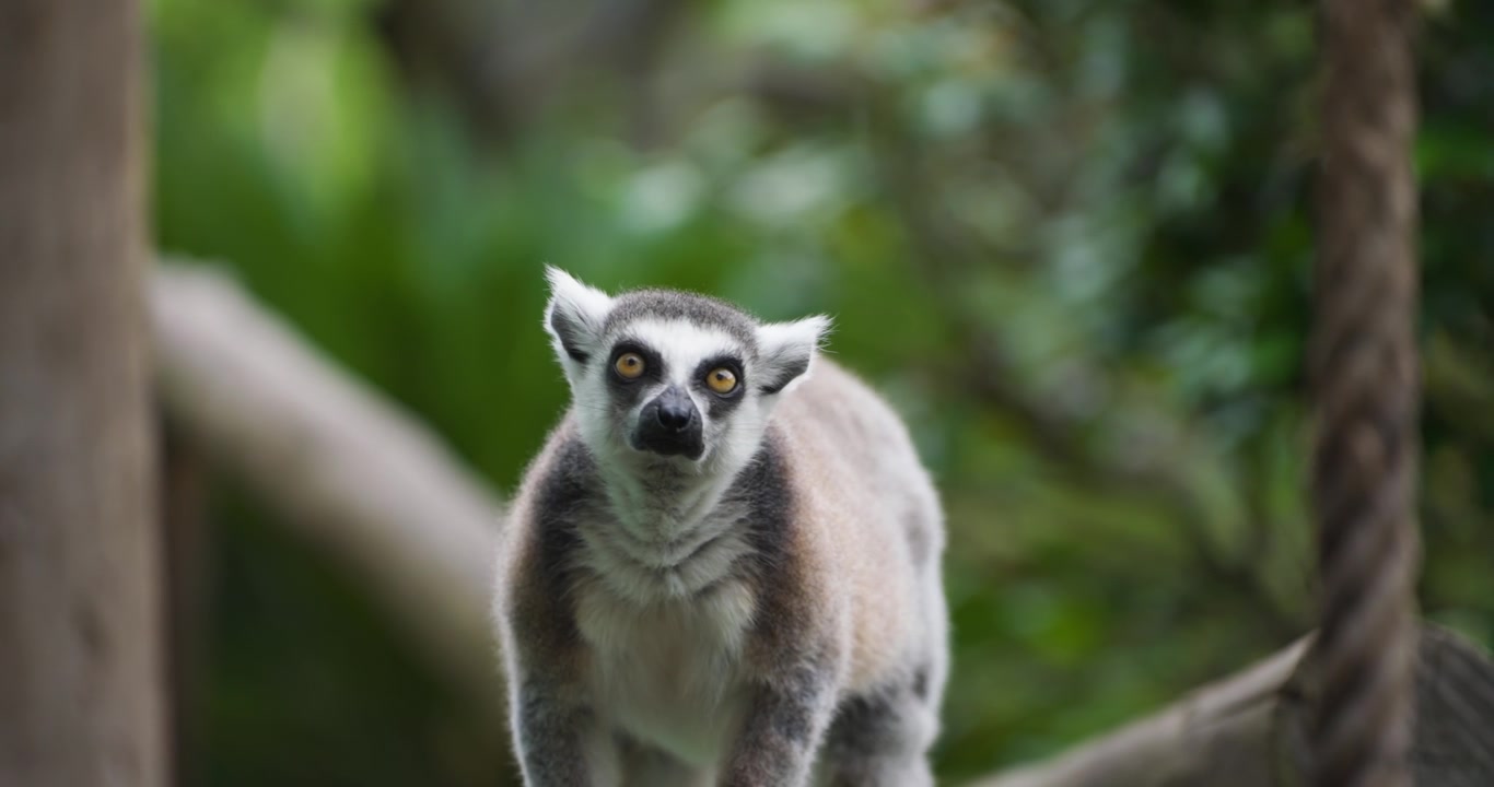 Lêmure-de-cauda-anelada alerta olhando para cima e depois saltando para uma árvore em close-up em câmera lenta, mostrando a cauda listrada, no Parque de Flores e Pássaros de Jeju Hwajoowon na Coreia do Sul.