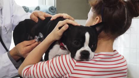 Dog-getting-treated-in-the-clinic,-Boston-Terrier-puppy-getting-diagnosed-by-a-doctor-using-statoscope-