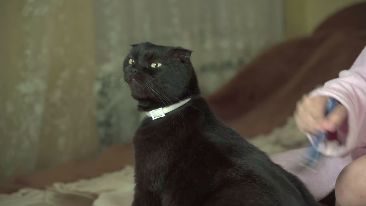 домашняя кошка любит расчесывать шерсть с помощью фурминатора.