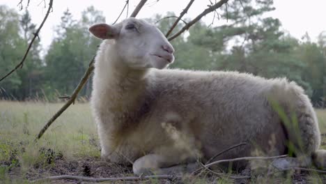 medium wide shot of a single white merino sheep lying on the ground regurgitating, in a woodland area with pine trees in the background