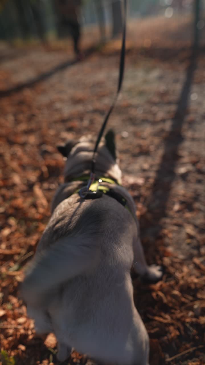 가을 공원에서 는 파그