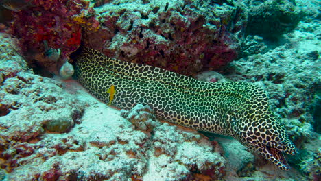 large and small moray eel sharing the same burrow