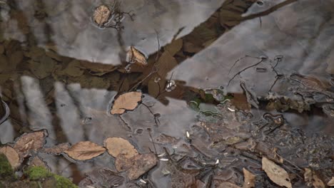 slow motion stock footage of calm water and lakes rippling