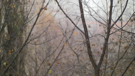 dull autumn scene of bare trees and snow with rain