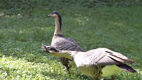 Couple-of-wild-goose-shouting-and-screaming-on-grass-field-during-sunlight,close-up-shot