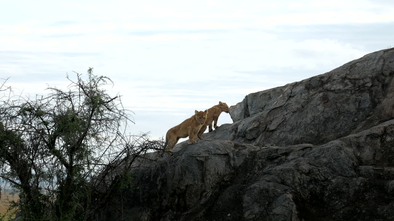 Baby lions sitting on the rock early in the morning