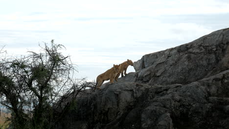 leones bebés sentados en la roca temprano en la mañana