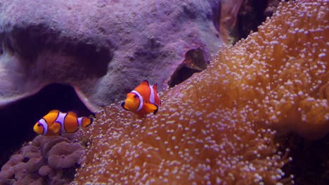observe colorful clownfish navigating their coral habitat in this vibrant underwater aquarium scene.