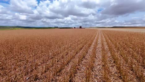 combine harvesters working on a large soybean plantation in a rural area of são joão da aliança, goiás, brazil, under a cloudy sky, during harvest season, drone flying low altitutde