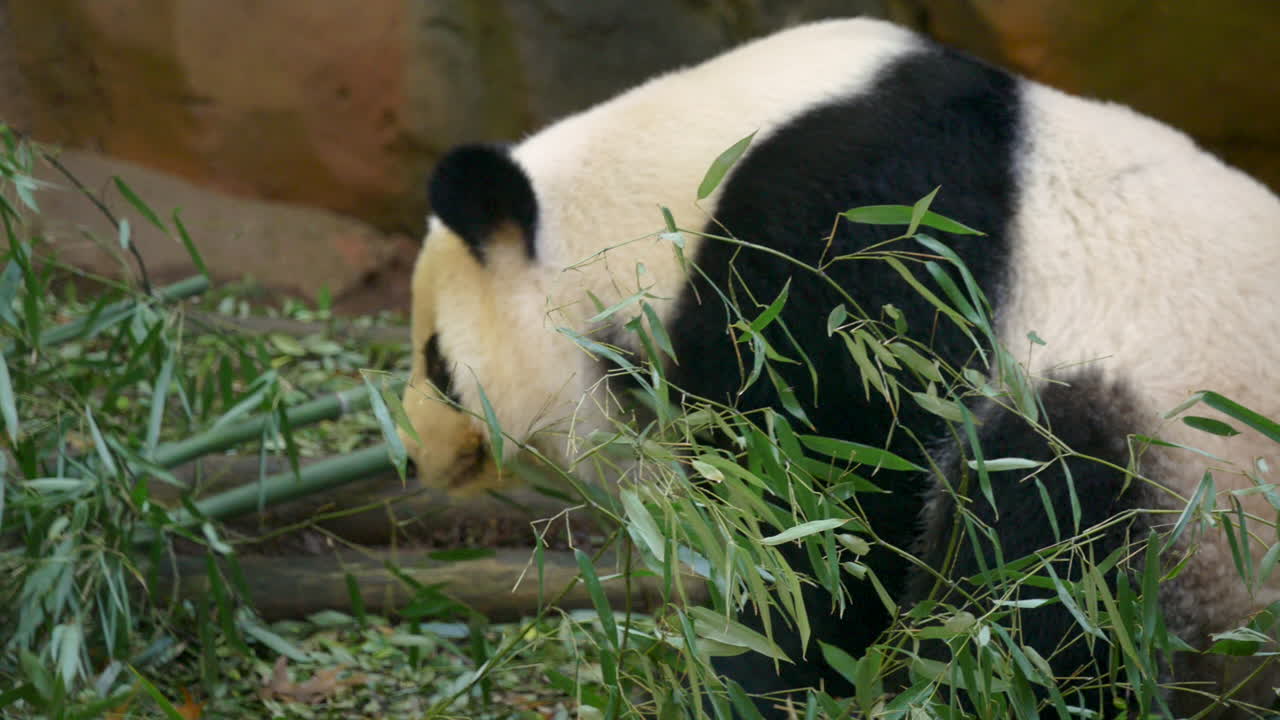 un panda gigante alcanza una rama de bambú y luego se la come.