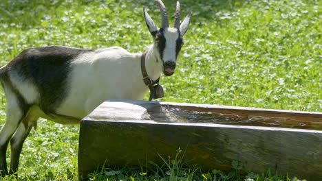 Cute-White-Valais-Goat-drinking-fresh-water-outdoors-on-grass-field-during-sunny-day---close-up