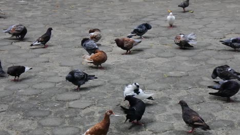 Docenas-De-Palomas-Caminando-Por-El-Suelo-Pavimentado