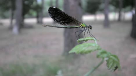 Close-up-of-a-dragonfly-on-a-leaf-in-a-wood,-flying-away