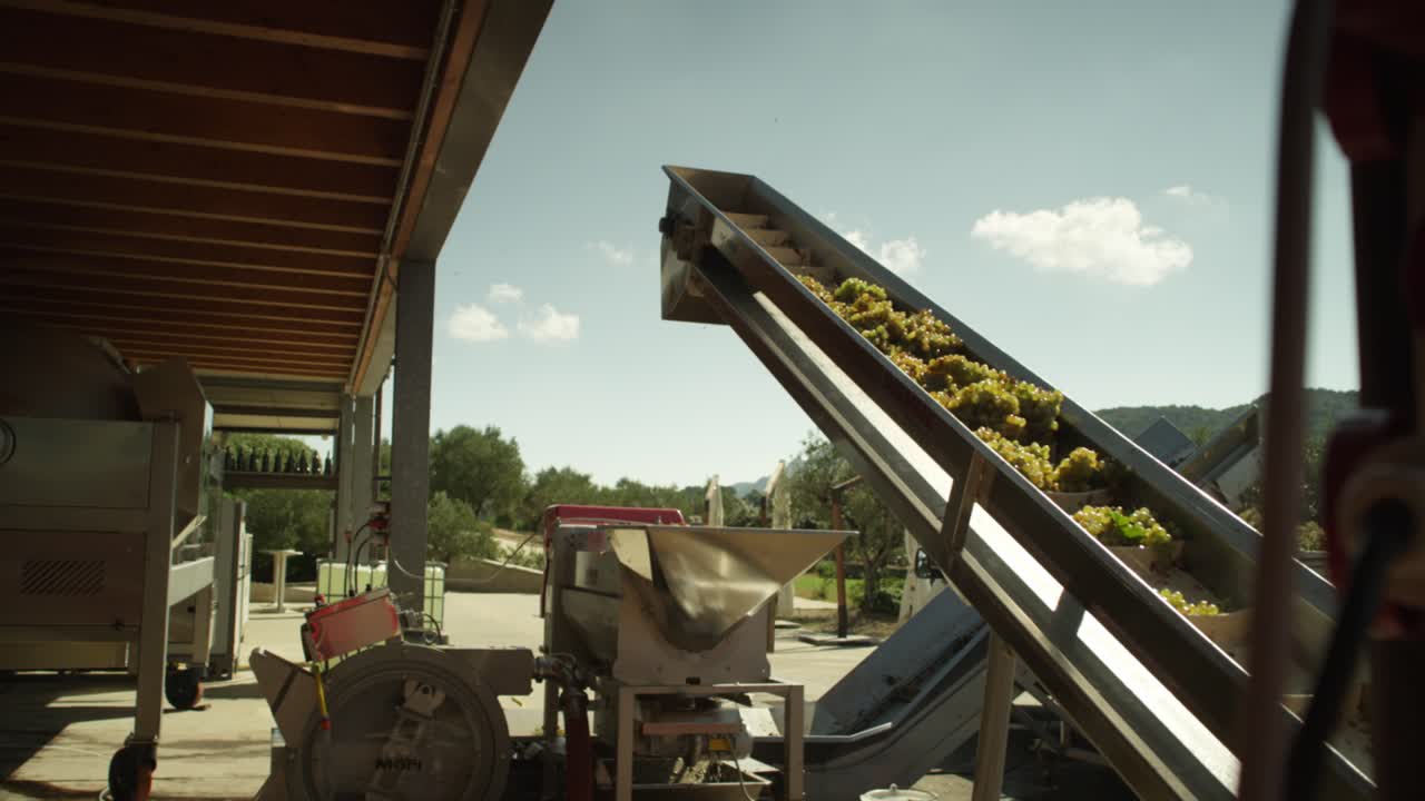 Harvested ripe grapes going up an elevation belt and falling down into a destemmer machine, wine industry automation, in Italy