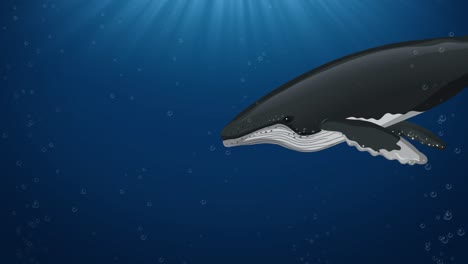 animated whale showcasing internal organs sequentially