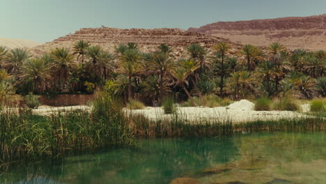 oasis in the desert with palm trees and a crystal-clear river