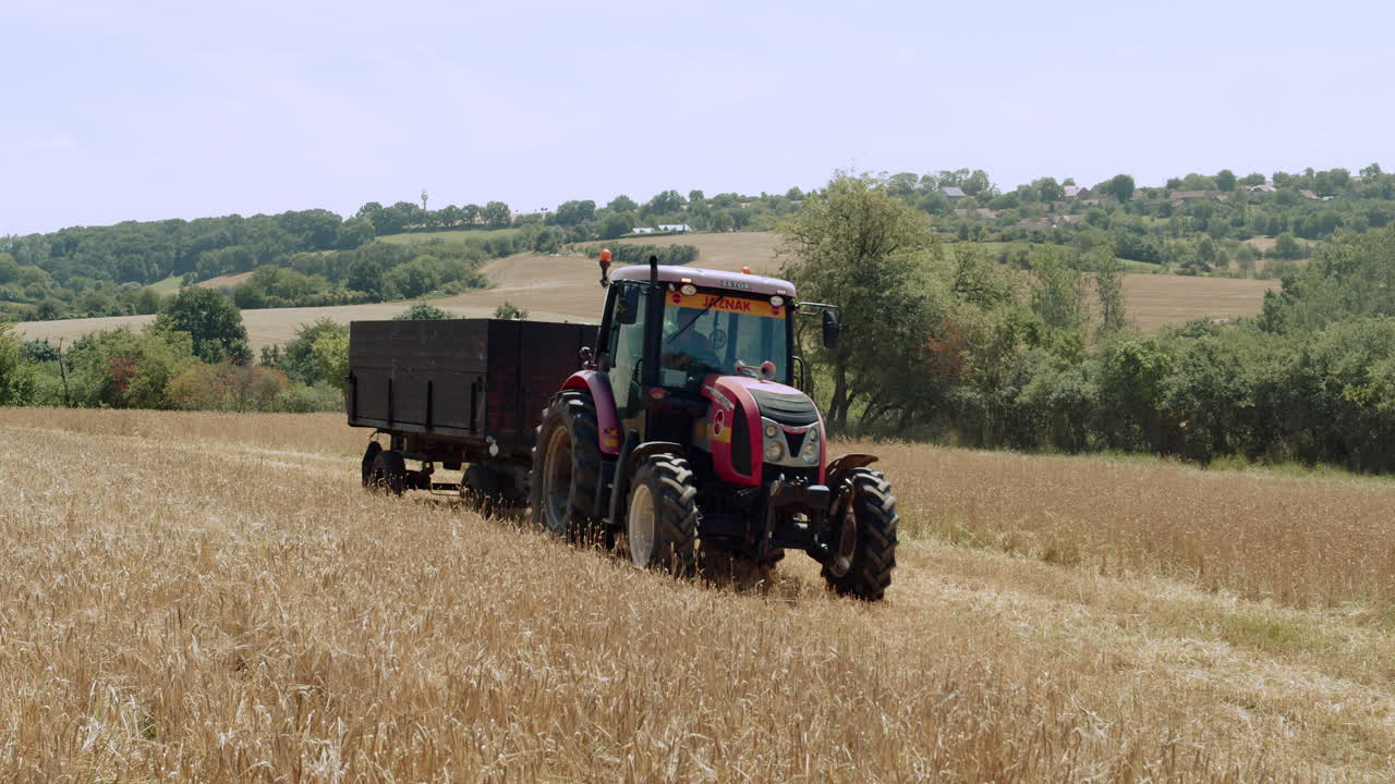 Un trattore che tira un semirimorchio attraverso un campo di grano durante il raccolto