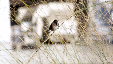 Der-Dunkeläugige-Junco-Spatz-Sitzt-Auf-Einem-Stiel-Und-Frisst-Körner