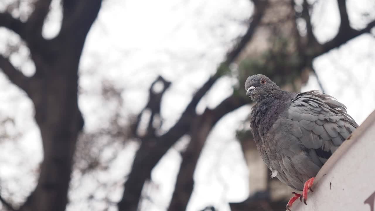 Pigeon on a ledge