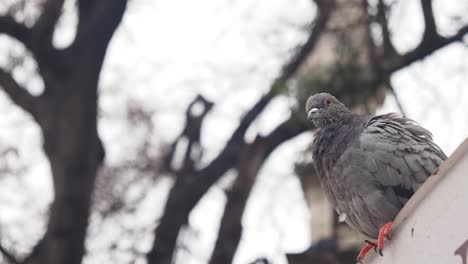 pigeon on a ledge