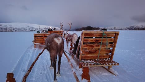 Reindeers-pulling-sleighs-with-tourists-in-snow,-Tromso-region,-Northern-Norway
