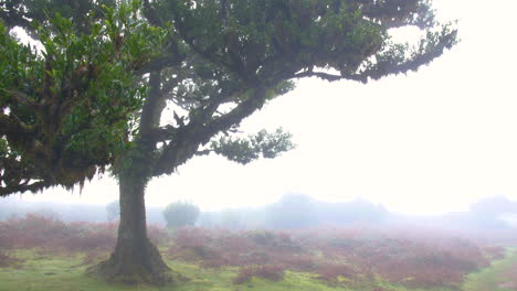 trees of fanal madeira forest wood fairy mist foggy cloudy moss fantasy rainy horror panorama mysterious 4k