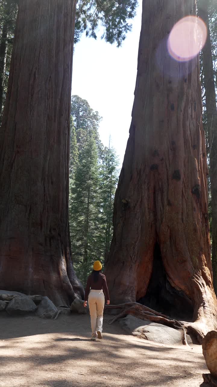 Donna che cammina verso maestosi alberi di sequoia gigante nella foresta